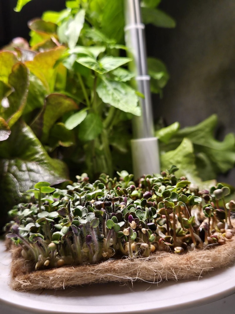 Hydro Garden | Jutematte für Microgreens | 4er Pack