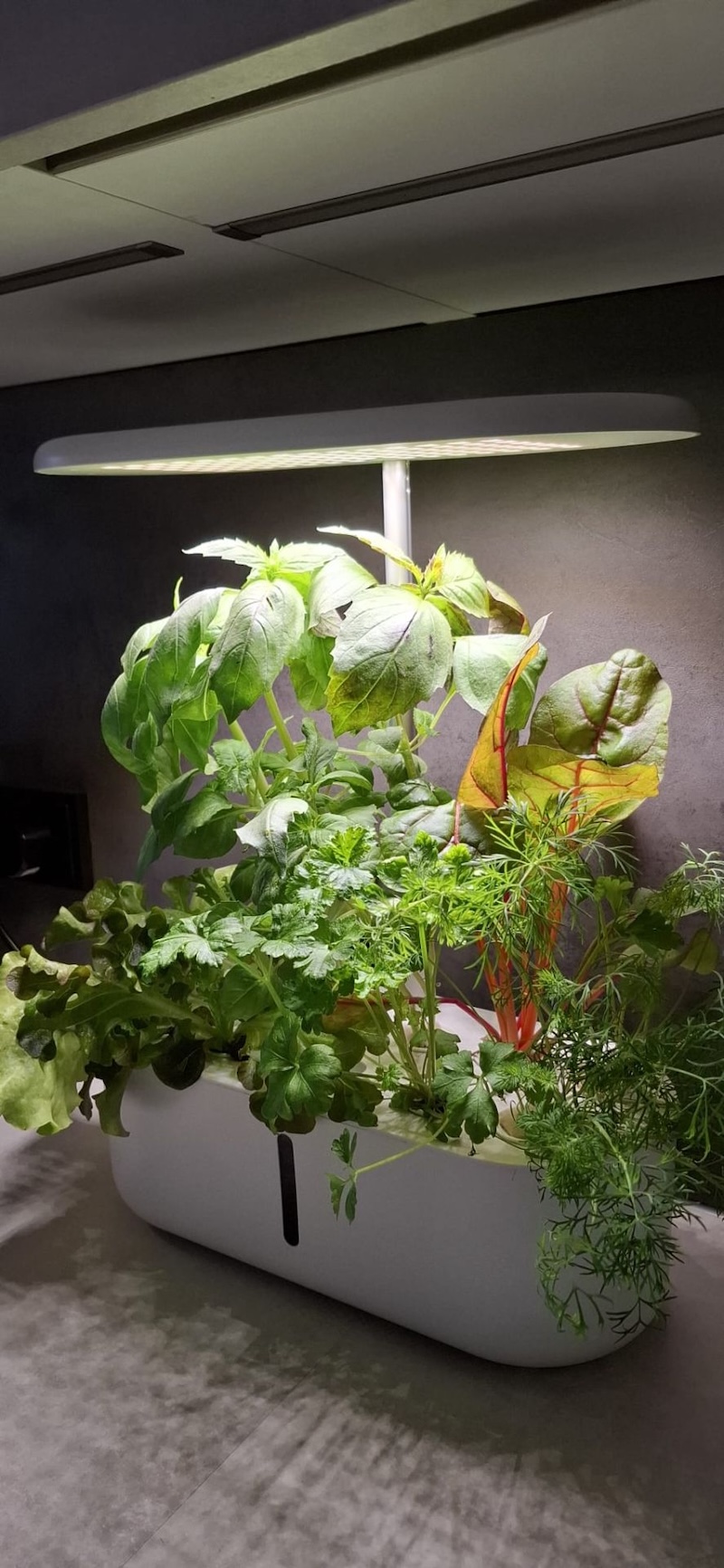 Hydro Garden | Set Mini Garden (10 Steckplätze) 